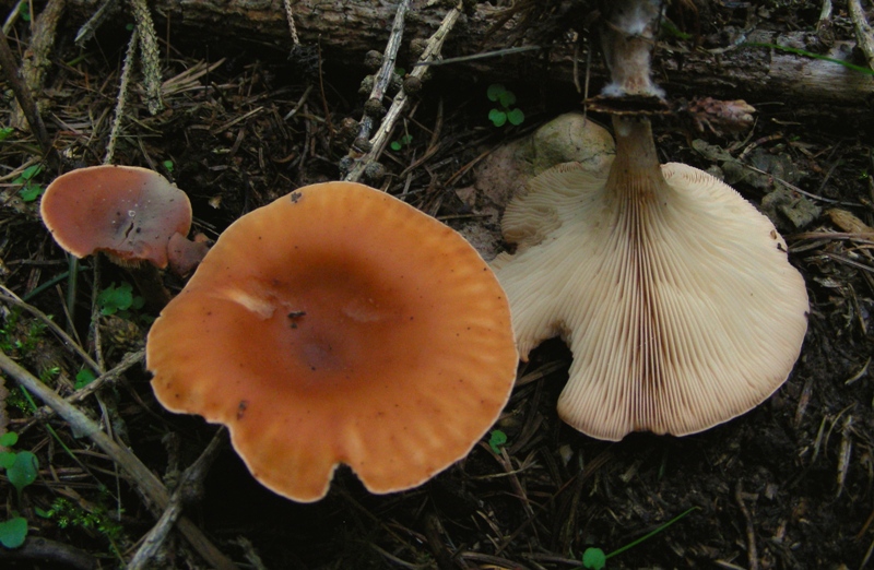 clitocybe da determinare